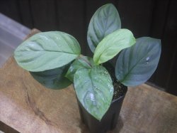 画像1: Homalomena sp. "Hisoku" SGR from Padang Sidempuan【HW1123-06】