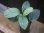 画像1: Homalomena sp. "Hisoku" SGR from Padang Sidempuan【HW1123-06】 (1)
