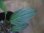 画像1: Homalomena sp. "type Garuda Wing" from Pulau Singkep【HW0824-17】 (1)