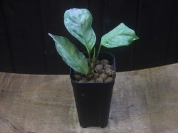 画像4: Aglaonema neblosum from Pulau Lingga【HW0622-02】