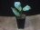 画像4: Aglaonema neblosum from Pulau Lingga【HW0622-02】 (4)