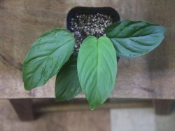 画像2: Homalomena sp. from Padang Sidempuan【HW1123-06】