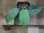 画像2: Homalomena sp. from Padang Sidempuan【HW1123-06】 (2)