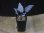 画像4: Homalomena sp. "Shirogane" SRP from Pulau Lingga【HW1017-XX】 (4)