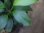 画像2: Homalomena sp. from Danau Toba【HW0517-02】 (2)