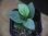 画像1: Homalomena sp. "Hisoku" SGR from Padang Sidempuan【HW1123-06】Wf1(17) (1)