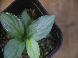画像2: Homalomena sp. "Hisoku" SGG from Padang Sidempuan【HW1123-06】Wf1(14)
