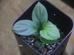 画像1: Homalomena sp. "Hisoku" SGG from Padang Sidempuan【HW1123-06】Wf1(13)