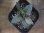 画像2: Homalomena humilis "type  RBR" from Pulau Lingga【HW0824-02】 (2)