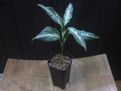 画像5: Aglaonema pitum "TG-3" from Tigalingga【HW1123-01c】No.12