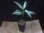 画像5: Aglaonema pitum "TG-3" from Tigalingga【HW1123-01c】No.12 (5)
