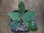 画像1: Homalomena sp. "type GR" from Pulau Lingga【HW0824-5】 (1)