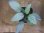 画像2: Homalomena humilis "Shirogane SGR" from Pulau Lingga【HW0824-04】 (2)