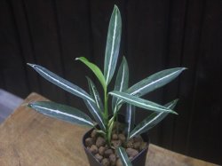 画像2: Aglaonema vittatum from Pulau Lingga【HW0824-01】