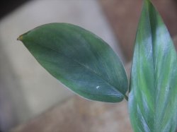 画像3: Homalomena sp. "type Tsubaki" GR from Pulau Lingga【HW1017-02】