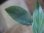 画像3: Homalomena sp. "type Tsubaki" GR from Pulau Lingga【HW1017-02】 (3)