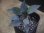 画像1: Homalomena humilis "type BRR" from Pulau Lingga【HW0824-05】 (1)