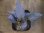 画像3: Homalomena sp. "Shirogane" SRP from Pulau Lingga【HW1017-XX】 (3)