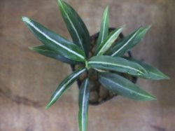 画像1: Aglaonema vittatum from Pulau Lingga【HW0824-01】
