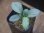 画像1: Homalomena humilis "Shirogane SGG" from Pulau Lingga【HW0824-4】 (1)