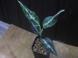 画像2: Aglaonema pitum "TG-7" from Tigalingga【HW1123-01g】No.13