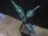 画像2: Aglaonema pitum "TG-7" from Tigalingga【HW1123-01g】No.13 (2)