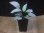 画像4: Homalomena humilis "Shirogane SGR" from Pulau Lingga【HW0824-04】 (4)