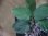 画像3: Homalomena sp. "type GR" from Pulau Lingga【HW0824-5】 (3)