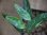 画像1: Aglaonema vittatum from Pulau Lingga【HW0824-02】 (1)