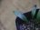 画像3: Homalomena sp. "Narrow Leaf" from Riau Sumatera【HW0523-05】 (3)