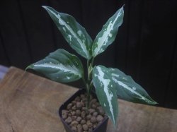 画像2: Aglaonema pitum "TG-3" from Tigalingga【HW1123-01c】No.12