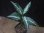 画像2: Aglaonema pitum "TG-3" from Tigalingga【HW1123-01c】No.12 (2)