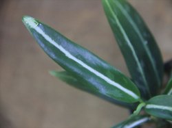 画像3: Aglaonema vittatum from Pulau Lingga【HW0824-01】