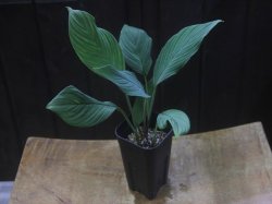 画像4: Homalomena sp. "type Garuda Wing" from Pulau Lingga【HW0824-1】