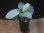 画像4: Homalomena sp. "Hisoku" SGR from Padang Sidempuan【HW1123-06】 (4)