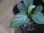 画像2: Homalomena sp. "Hisoku" SGR from Padang Sidempuan【HW1123-06】Wf1(18) (2)