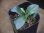 画像1: Homalomena humilis "Shirogane SGG" from Pulau Lingga【HW0824-04】 (1)