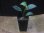 画像4: Homalomena sp. "type Garuda Wing" from Pulau Singkep【HW0824-17】 (4)