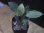 画像1: Homalomena humilis "type GRR" from Pulau Lingga【HW0824-05】 (1)