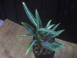 画像2: Aglaonema vittatum from Pulau Lingga【HW0824-01】