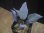 画像1: Homalomena sp. "Shirogane" SRP from Pulau Lingga【HW1017-XX】 (1)