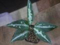 Aglaonema pitum "TG-3" from Tigalingga【HW1123-01c】No.12