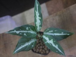 画像1: Aglaonema pitum "TG-3" from Tigalingga【HW1123-01c】No.12