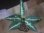 画像1: Aglaonema pitum "TG-3" from Tigalingga【HW1123-01c】No.12 (1)