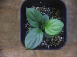 画像2: Homalomena sp. "Hisoku" SGG from Padang Sidempuan【HW1123-06】Wf1(13)