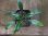 画像1: Homalomena "Narrow Leaf" from Riau Sumatera【HW0523-05】 (1)