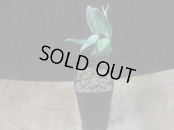 画像4: Aglaonema vittatum from Pulau Lingga【HW0824-02】