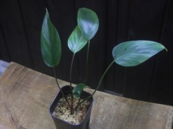 画像1: Homalomena sp. "type Tsubaki" GR from Pulau Lingga【HW1017-02】