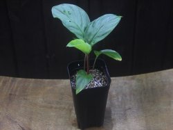 画像4: Homalomena sp. from Padang Sidempuan【HW1123-06】