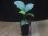 画像4: Homalomena sp. from Padang Sidempuan【HW1123-06】 (4)